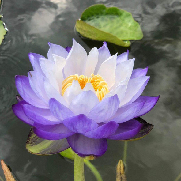 CỦ HOA SÚNG ÚC TÍM (đổi màu) - 10 Hạt giống mầm súng Nhật nảy mầm 100% Siam purple