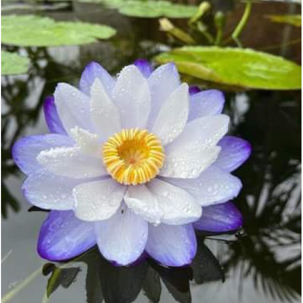 CỦ HOA SÚNG ÚC TÍM (đổi màu) - 10 Hạt giống mầm súng Nhật nảy mầm 100% Siam purple