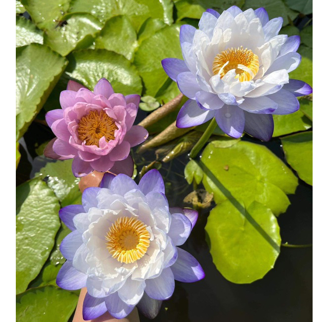 CỦ HOA SÚNG ÚC TÍM (đổi màu) - 10 Hạt giống mầm súng Nhật nảy mầm 100% Siam purple
