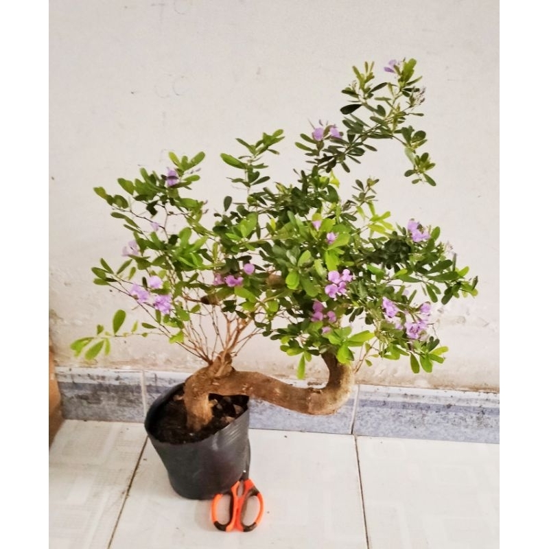 Linh sam hoa tím rễ bonsai, rễ quái, phôi linh sam (giao cây ngẫu nhiên ...
