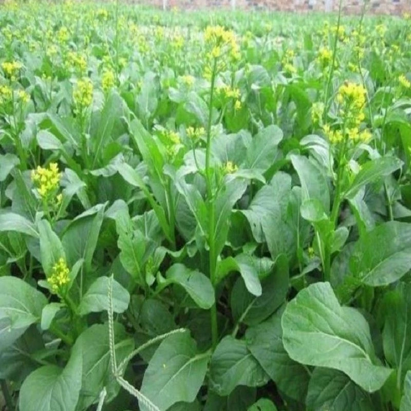 vn 11134207 7r98o lqol5twb0qfma2@resize w900 nl