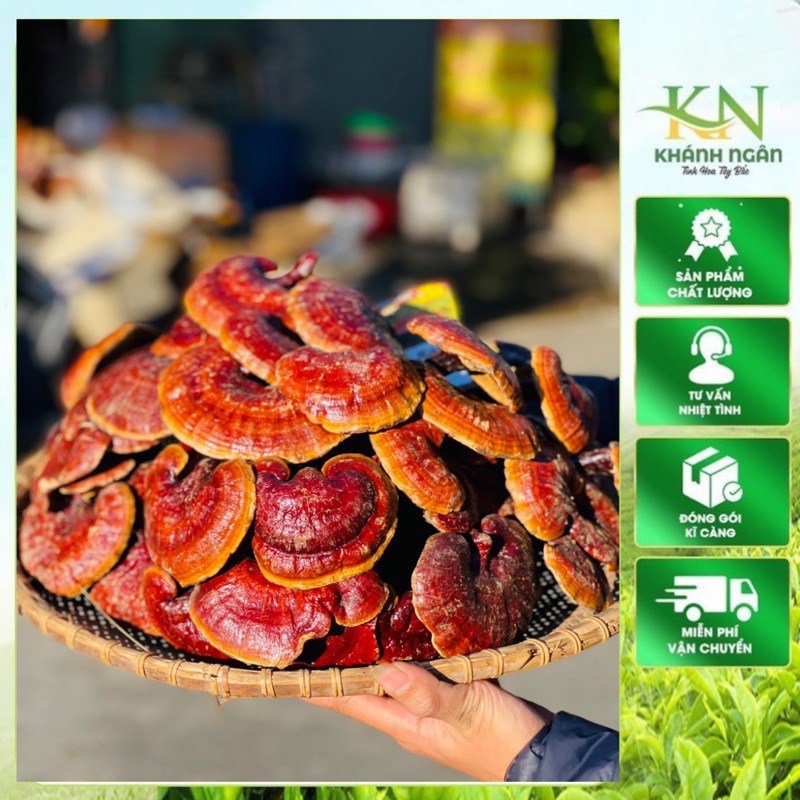 Nấm Lim Xanh Rừng Tây Bắc | Tai Nấm Thơm Đậm Tự Nhiên Hàng Đẹp Tuyển Chọn 1kg
