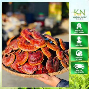 Nấm Lim Xanh Rừng Tây Bắc | Tai Nấm Thơm Đậm Tự Nhiên Hàng Đẹp Tuyển Chọn 1kg