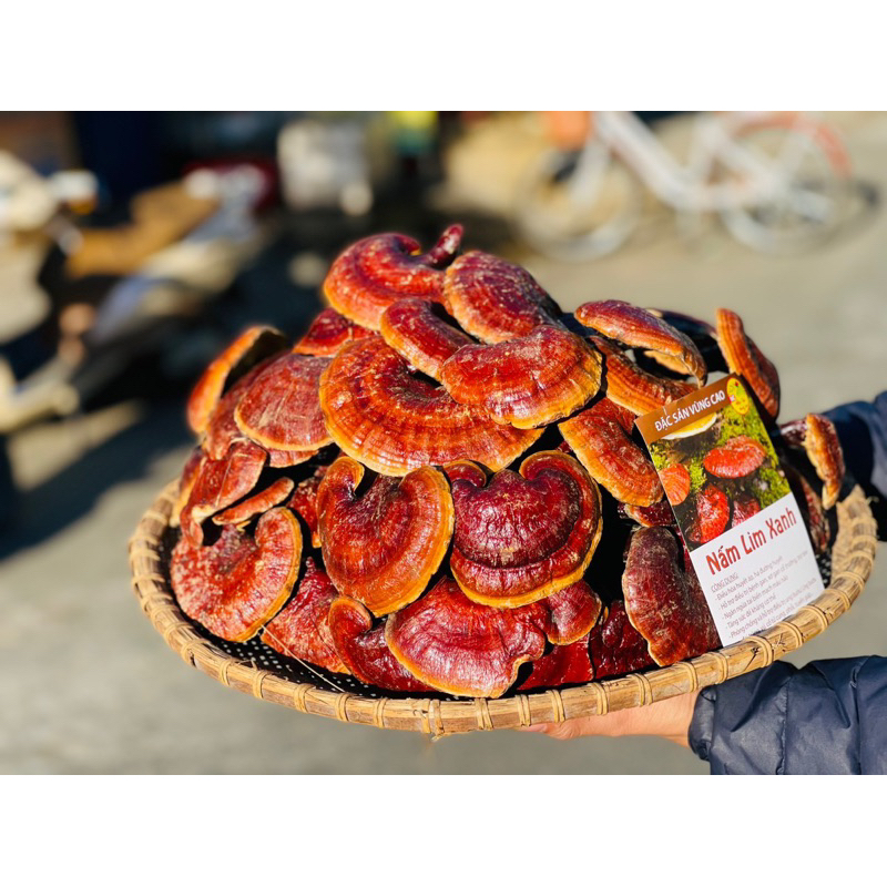 Nấm Lim Xanh Rừng Tây Bắc | Tai Nấm Thơm Đậm Tự Nhiên Hàng Đẹp Tuyển Chọn 1kg