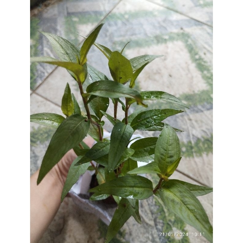 Bầu cây giống rau răm | Shopee Việt Nam