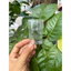 Lồng chim dola huế - ống nước nhựa khuyên/ ốc mít/ hút mật