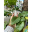 Lồng chim dola huế - ống nước nhựa khuyên/ ốc mít/ hút mật