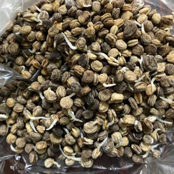 60 Hạt Giống Nhân Sâm Hàn Quốc, Hạt Sâm Hàn Quốc