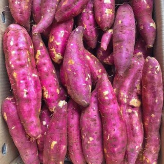 Combo 10 dây  khoai lang tím siêu củ ngọt