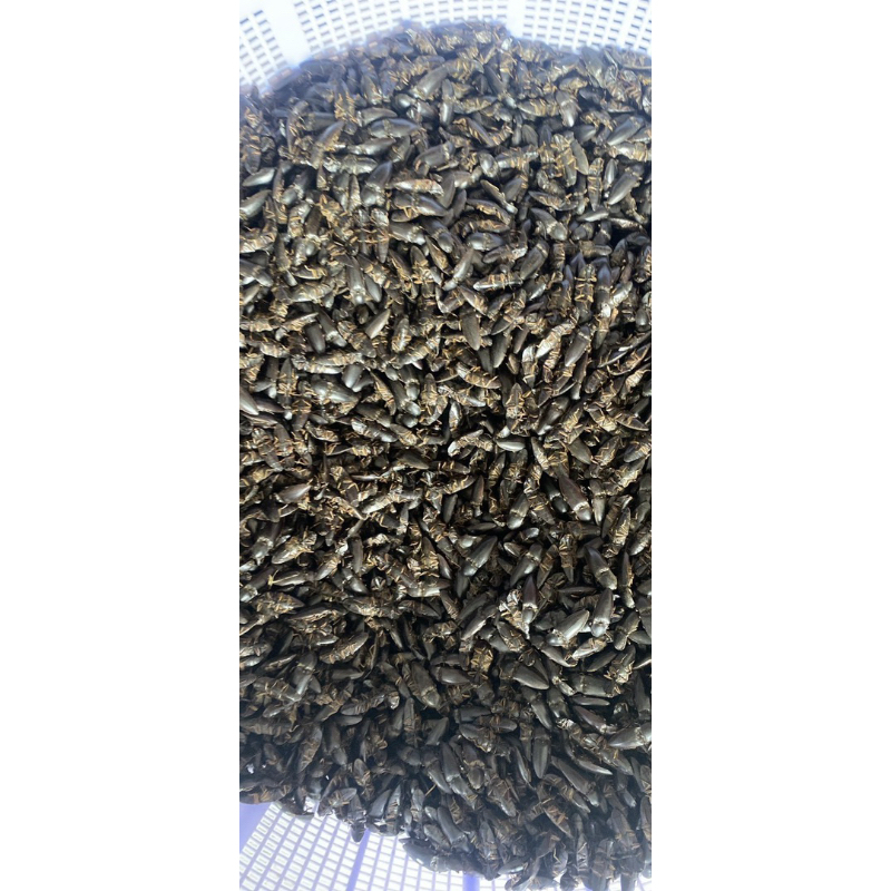 100 Con bổ củi | Shopee Việt Nam
