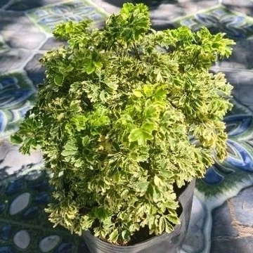 Cây đinh lăng thái( đinh lăng cẩm thạch ) tặng kèm phân bón