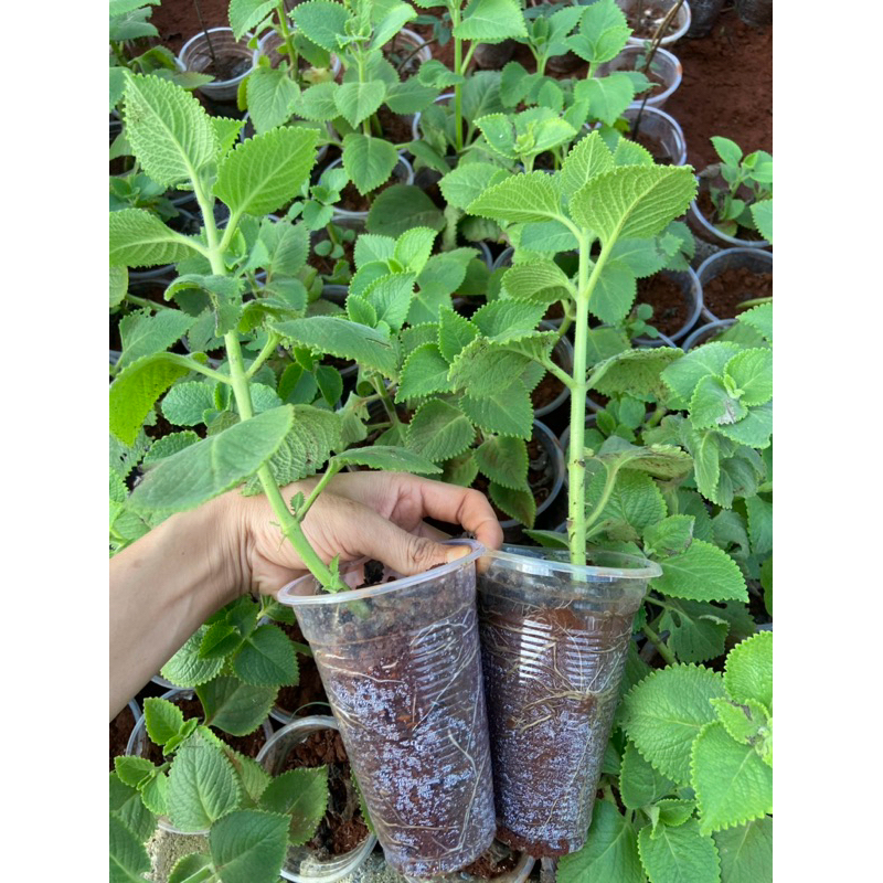 Cây húng chanh (cây rau tần), hỗ trợ ho, cảm, sốt | Shopee Việt Nam