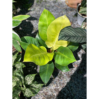 Chậu nhựa đền mềm Đế Vương Vàng - Philodendron Moonlight |Vườn Như Ngọc| - đã bật hỏa tốc
