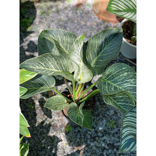 Chậu Nhựa Đen Mềm ĐẾ VƯƠNG KIM CƯƠNG - PHILODENDRON BIRKIN |Vườn Như Ngọc| - đã bật hỏa tốc