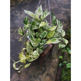 Chậu Trang trí Trầu Bà Cẩm Thạch (Trầu bà sữa) - Marble Queen Pothos |Vườn Như Ngọc| - Đã bật Hỏa Tốc