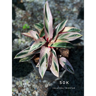 Chậu nhựa đen mềm ĐUÔI CÔNG HỒNG QUÂN TỬ - Calathea Triostar |Vườn Như Ngọc| - Đã bật Hỏa tốc