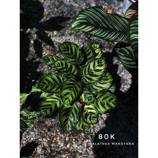 Chậu đen mềm ĐUÔI CÔNG HẠNH PHÚC decor nhà, phong thuỷ - Calathea Makoyana - Vườn Như Ngọc - Đã bật hoả tốc