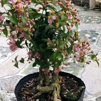 Cây Hồng Ngọc Mai ( sơ ri cảnh) bộ rễ đẹp để uốn bonsai (tặng kèm phân ...