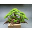 Cây gỗ lũa bonsai kiểu đồi cây [Phần đế bằng gỗ, phần thân có nhiều rể rủ, hang hốc. có 2 loại tán]