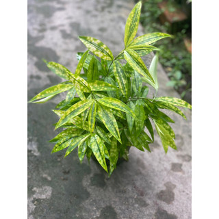 Chậu đen mềm TRÚC hUY HOÀNG decor sân vườn, cảnh quan mang lại nhiều may mắn |Vườn Như Ngọc| - Đã bật hoả tốc