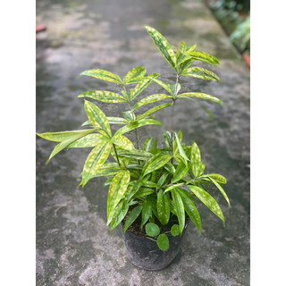 Chậu đen mềm TRÚC hUY HOÀNG decor sân vườn, cảnh quan mang lại nhiều may mắn |Vườn Như Ngọc| - Đã bật hoả tốc