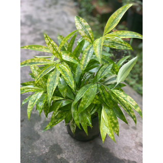 Chậu đen mềm TRÚC hUY HOÀNG decor sân vườn, cảnh quan mang lại nhiều may mắn |Vườn Như Ngọc| - Đã bật hoả tốc