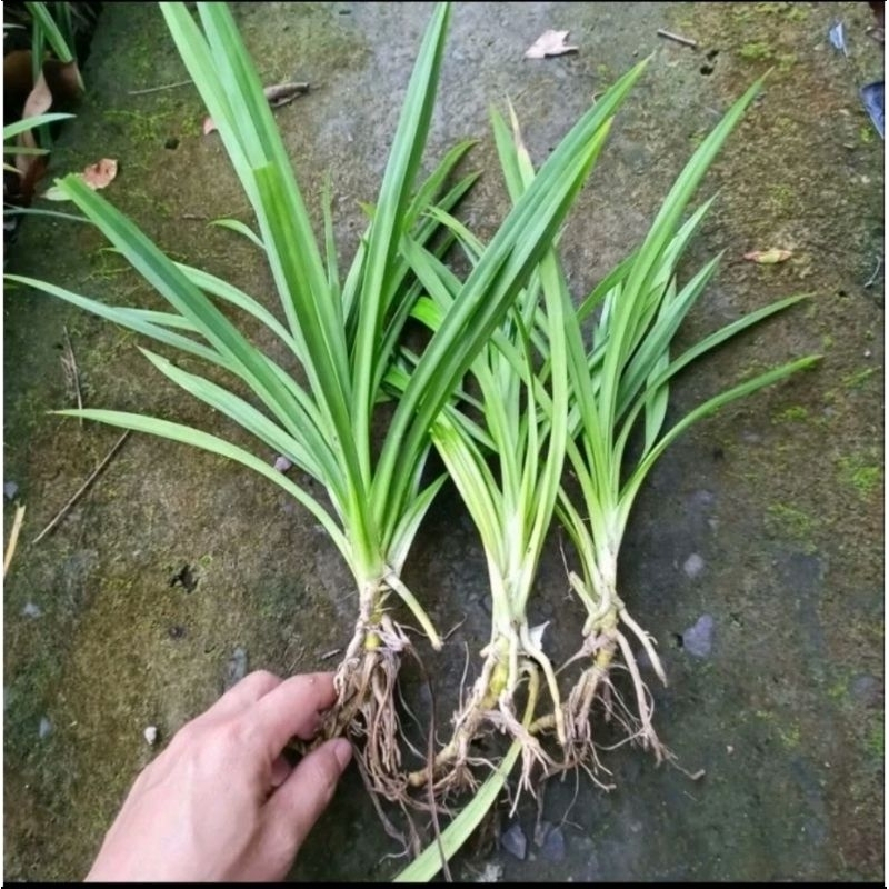2 Cây lá dứa giống trang trí thủy sinh hồ cá, làm thuốc, làm bánh, nấu nước uống,...
