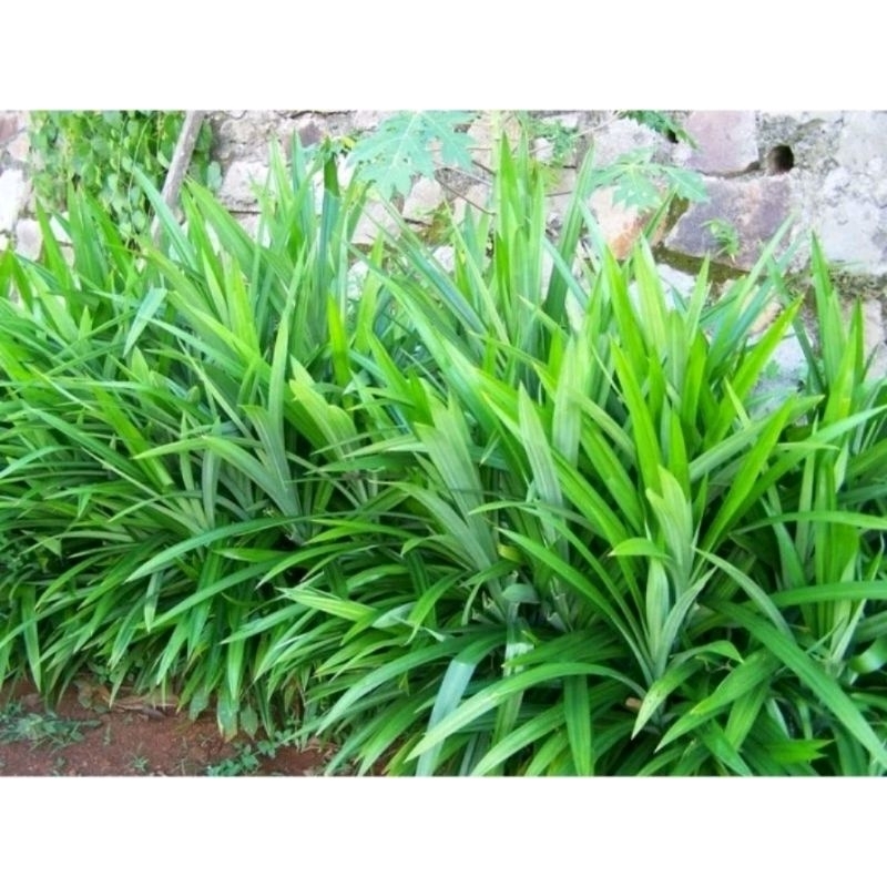 2 Cây lá dứa giống trang trí thủy sinh hồ cá, làm thuốc, làm bánh, nấu nước uống,...