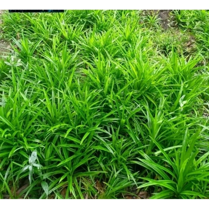 2 Cây lá dứa giống trang trí thủy sinh hồ cá, làm thuốc, làm bánh, nấu nước uống,...