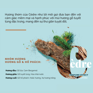 Nước hoa nam Solinotes Cedre dầu thơm nam hương gỗ tuyết tùng thơm lâu dạng xịt độ lưu hương 8h