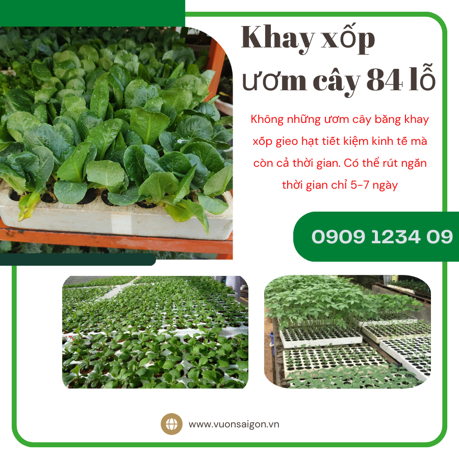 Khay xốp ươm cây 84 lỗ - Khay ươm hạt giống 4