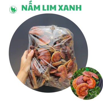✅Nấm Lim Xanh Rừng Tự Nhiên Hỗ Trợ ĐTRI U.ng th.ư, Điều Hòa Huyết Áp, Tăng Cường Sức Khỏe