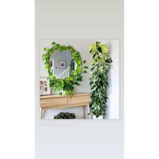 Chậu Trang trí Trầu Bà Cẩm Thạch (Trầu bà sữa) - Marble Queen Pothos |Vườn Như Ngọc| - Đã bật Hỏa Tốc