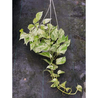 Chậu Trang trí Trầu Bà Cẩm Thạch (Trầu bà sữa) - Marble Queen Pothos |Vườn Như Ngọc| - Đã bật Hỏa Tốc