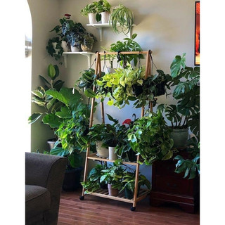 Chậu Trang trí Trầu Bà Cẩm Thạch (Trầu bà sữa) - Marble Queen Pothos |Vườn Như Ngọc| - Đã bật Hỏa Tốc