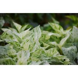 Chậu Trang trí Trầu Bà Cẩm Thạch (Trầu bà sữa) - Marble Queen Pothos |Vườn Như Ngọc| - Đã bật Hỏa Tốc