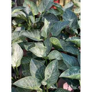 Chậu Nhựa Đen Mềm ĐẾ VƯƠNG KIM CƯƠNG - PHILODENDRON BIRKIN |Vườn Như Ngọc| - đã bật hỏa tốc