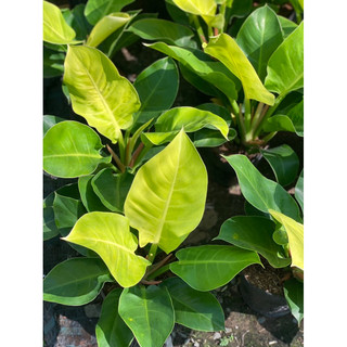 Chậu nhựa đền mềm Đế Vương Vàng - Philodendron Moonlight |Vườn Như Ngọc| - đã bật hỏa tốc