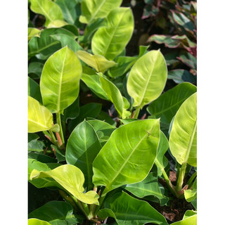 Chậu nhựa đền mềm Đế Vương Vàng - Philodendron Moonlight |Vườn Như Ngọc| - đã bật hỏa tốc