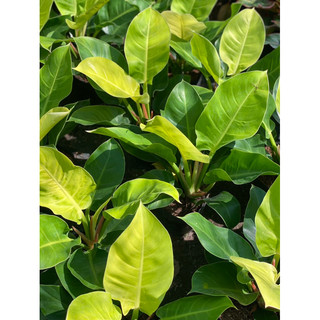 Chậu nhựa đền mềm Đế Vương Vàng - Philodendron Moonlight |Vườn Như Ngọc| - đã bật hỏa tốc