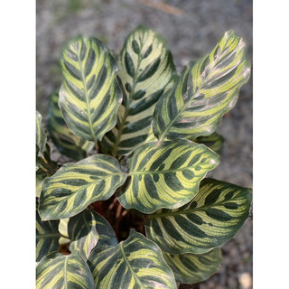 Chậu đen mềm ĐUÔI CÔNG HẠNH PHÚC decor nhà, phong thuỷ - Calathea Makoyana - Vườn Như Ngọc - Đã bật hoả tốc