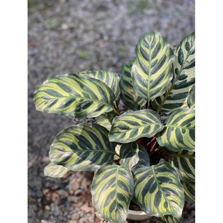 Chậu đen mềm ĐUÔI CÔNG HẠNH PHÚC decor nhà, phong thuỷ - Calathea Makoyana - Vườn Như Ngọc - Đã bật hoả tốc