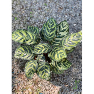 Chậu đen mềm ĐUÔI CÔNG HẠNH PHÚC decor nhà, phong thuỷ - Calathea Makoyana - Vườn Như Ngọc - Đã bật hoả tốc
