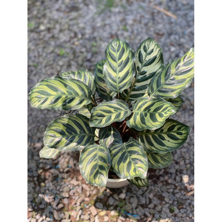 Chậu đen mềm ĐUÔI CÔNG HẠNH PHÚC decor nhà, phong thuỷ - Calathea Makoyana - Vườn Như Ngọc - Đã bật hoả tốc