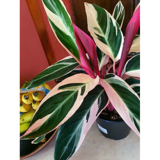 Chậu nhựa đen mềm ĐUÔI CÔNG HỒNG QUÂN TỬ - Calathea Triostar |Vườn Như Ngọc| - Đã bật Hỏa tốc