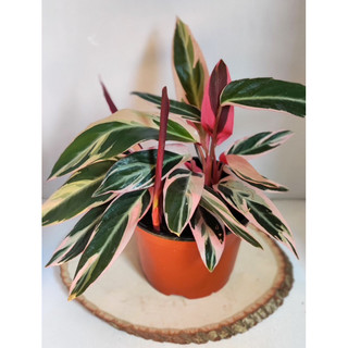 Chậu nhựa đen mềm ĐUÔI CÔNG HỒNG QUÂN TỬ - Calathea Triostar |Vườn Như Ngọc| - Đã bật Hỏa tốc