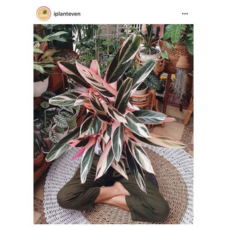 Chậu nhựa đen mềm ĐUÔI CÔNG HỒNG QUÂN TỬ - Calathea Triostar |Vườn Như Ngọc| - Đã bật Hỏa tốc