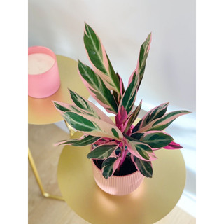 Chậu nhựa đen mềm ĐUÔI CÔNG HỒNG QUÂN TỬ - Calathea Triostar |Vườn Như Ngọc| - Đã bật Hỏa tốc