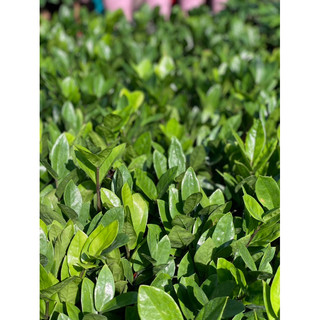 Chậu nhựa đen mềm KIM TIỀN DECOR - Kim Phát Tài - Zzplant |Vườn Như Ngọc| - đã bật hỏa tốc