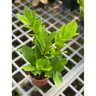 Chậu nhựa đen mềm KIM TIỀN DECOR - Kim Phát Tài - Zzplant |Vườn Như Ngọc| - đã bật hỏa tốc